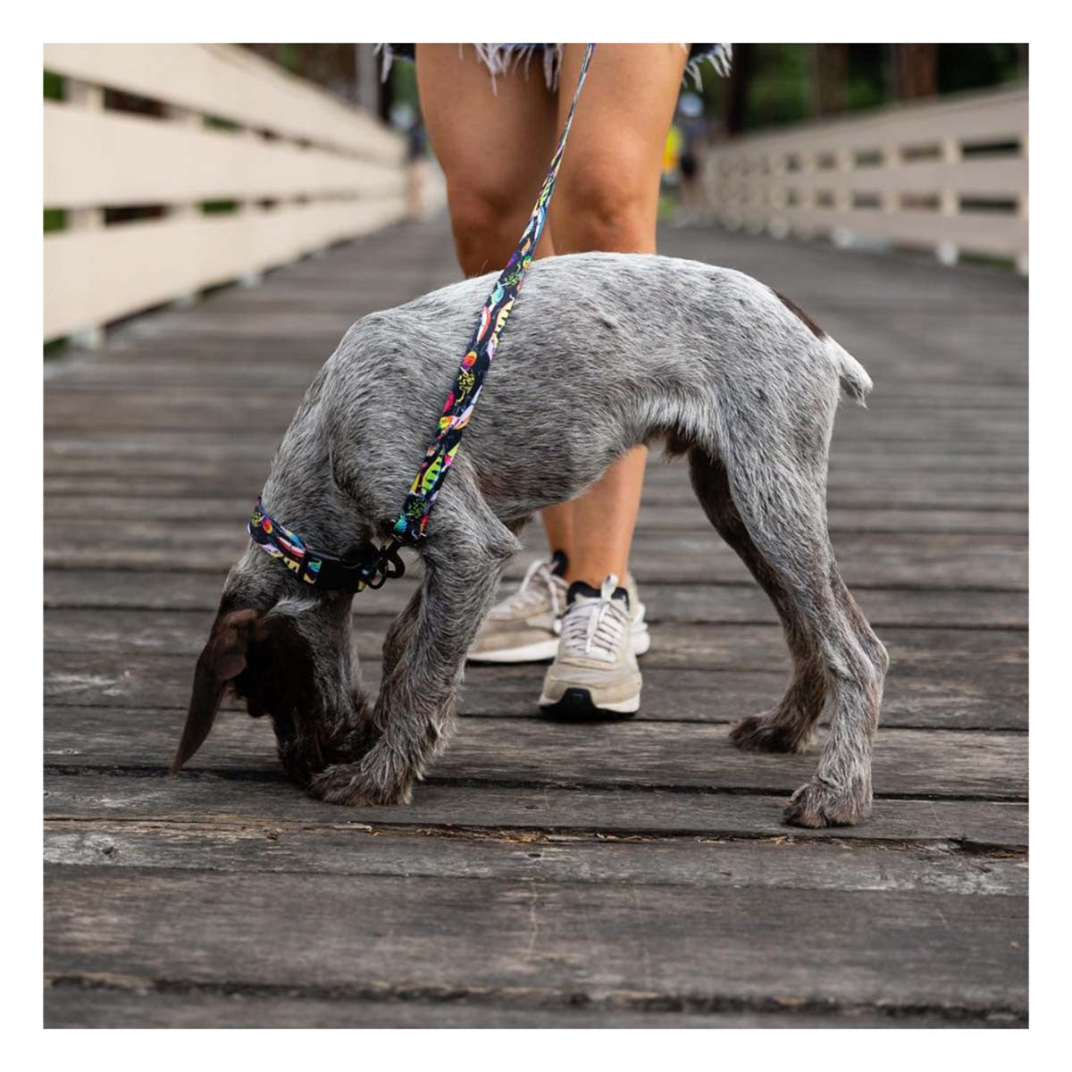 ROCT Cascade Dog Leash Lifestyle Image in Fishing Lures