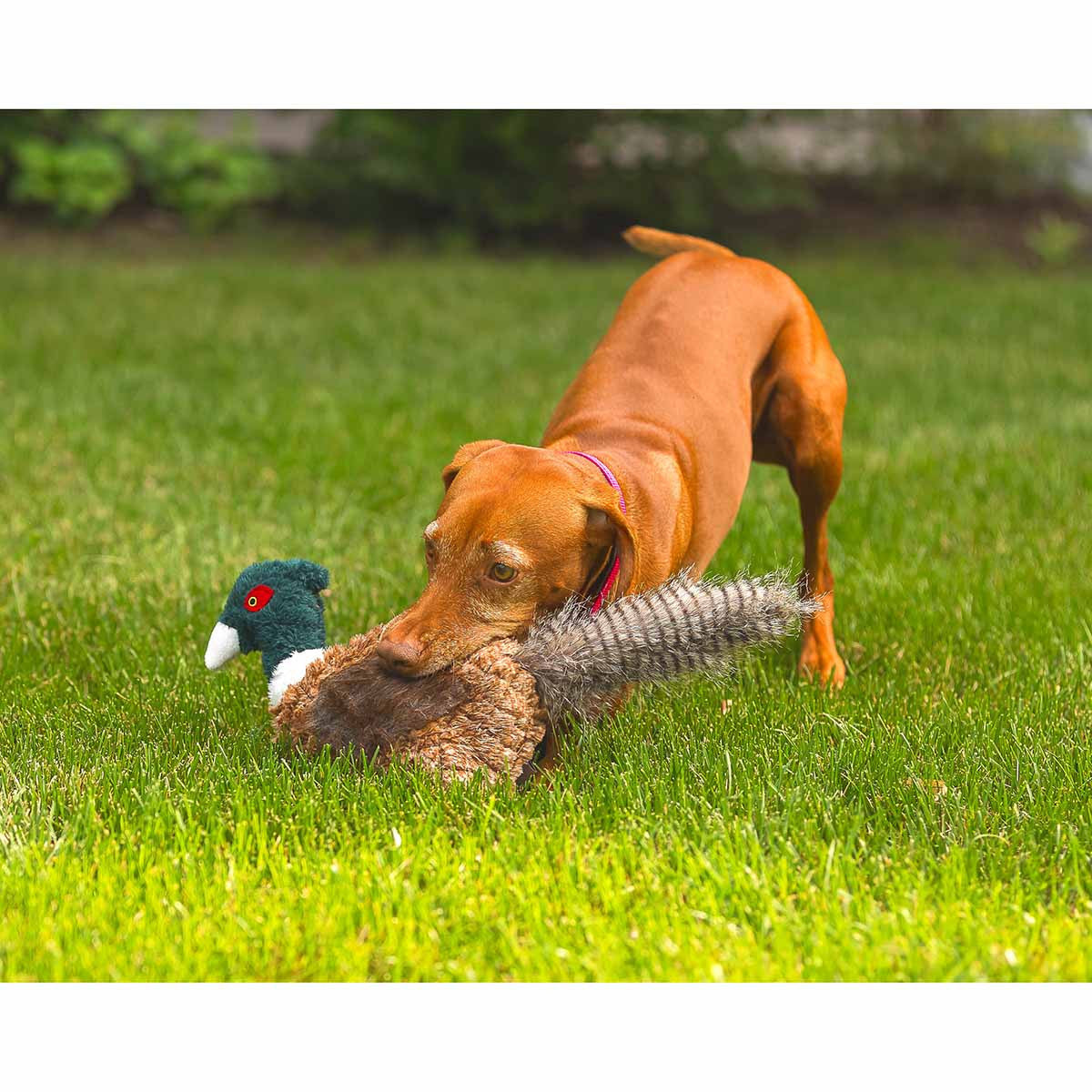 ROCT Pheasant Lined Dog Toy with Dog Image