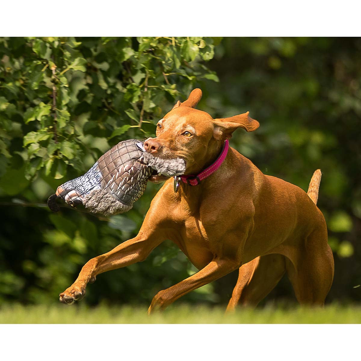 ROCT Quail Lined Dog Toy with Dog Image