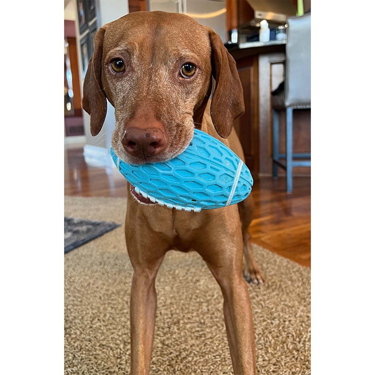ROCT Sport Ball Natural Rubber Dog Toy Lifestyle Image