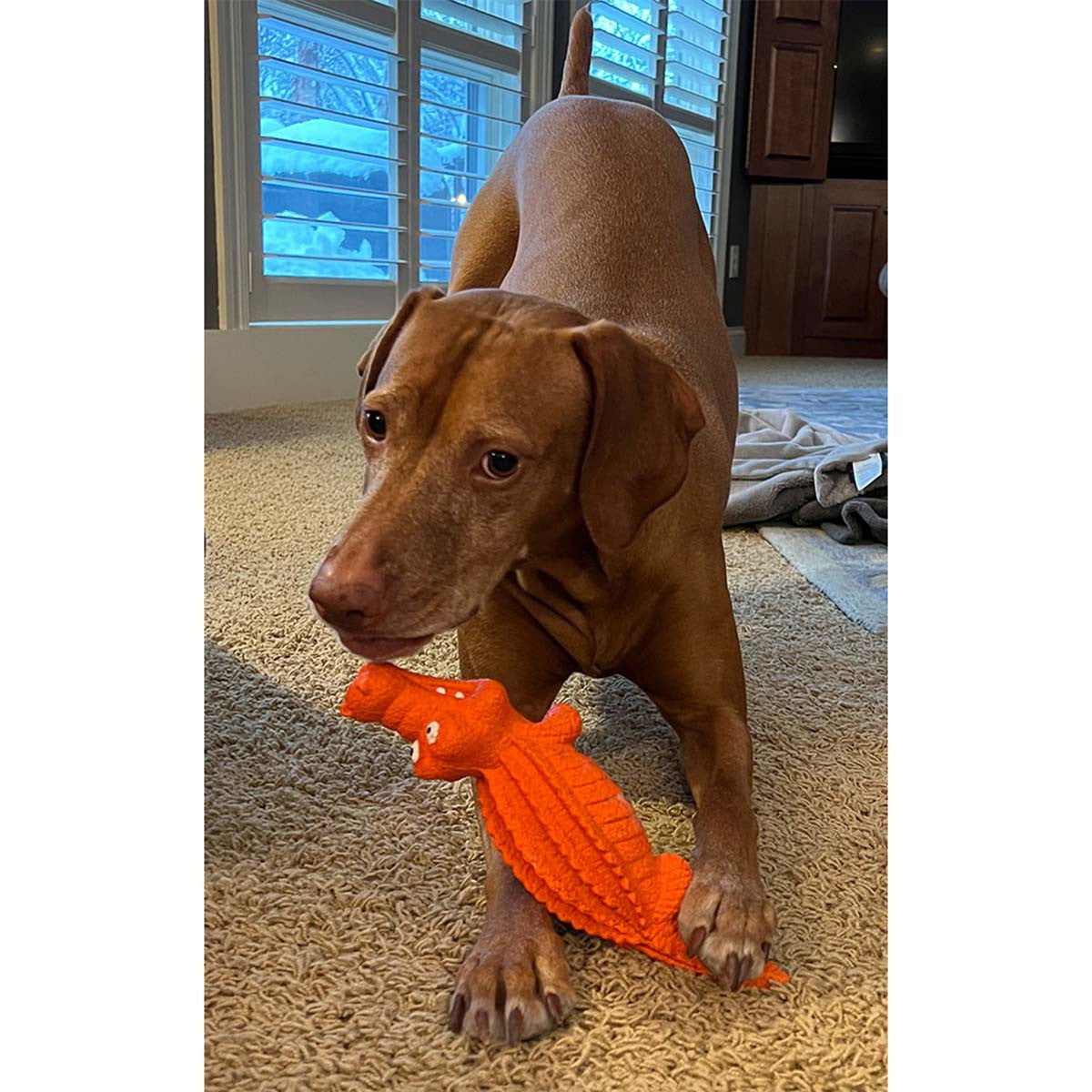ROCT Crazy Croc Natural Rubber Dog Toy Lifestyle Image