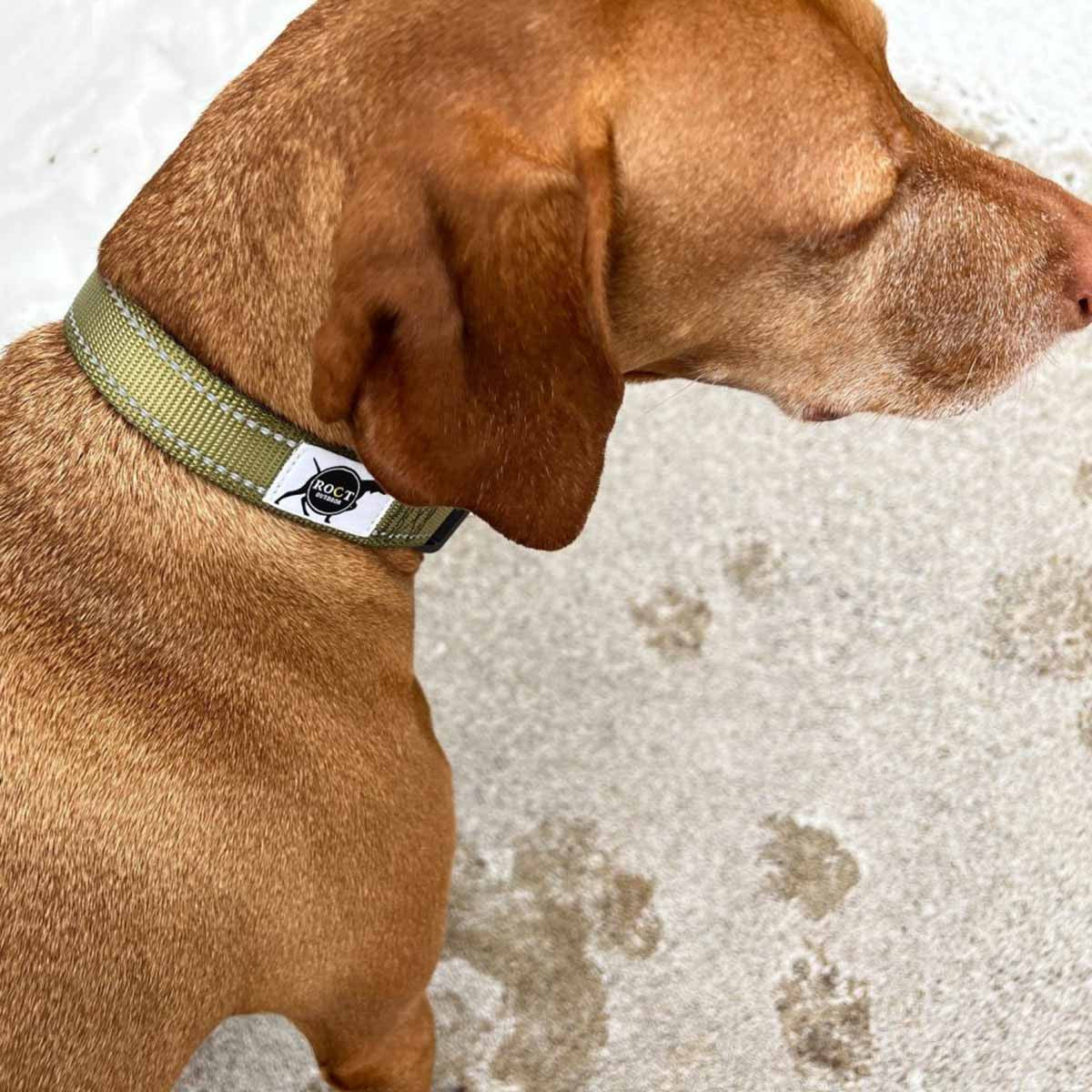ROCT Trailhead Dog Padded Collar Lifestyle Image