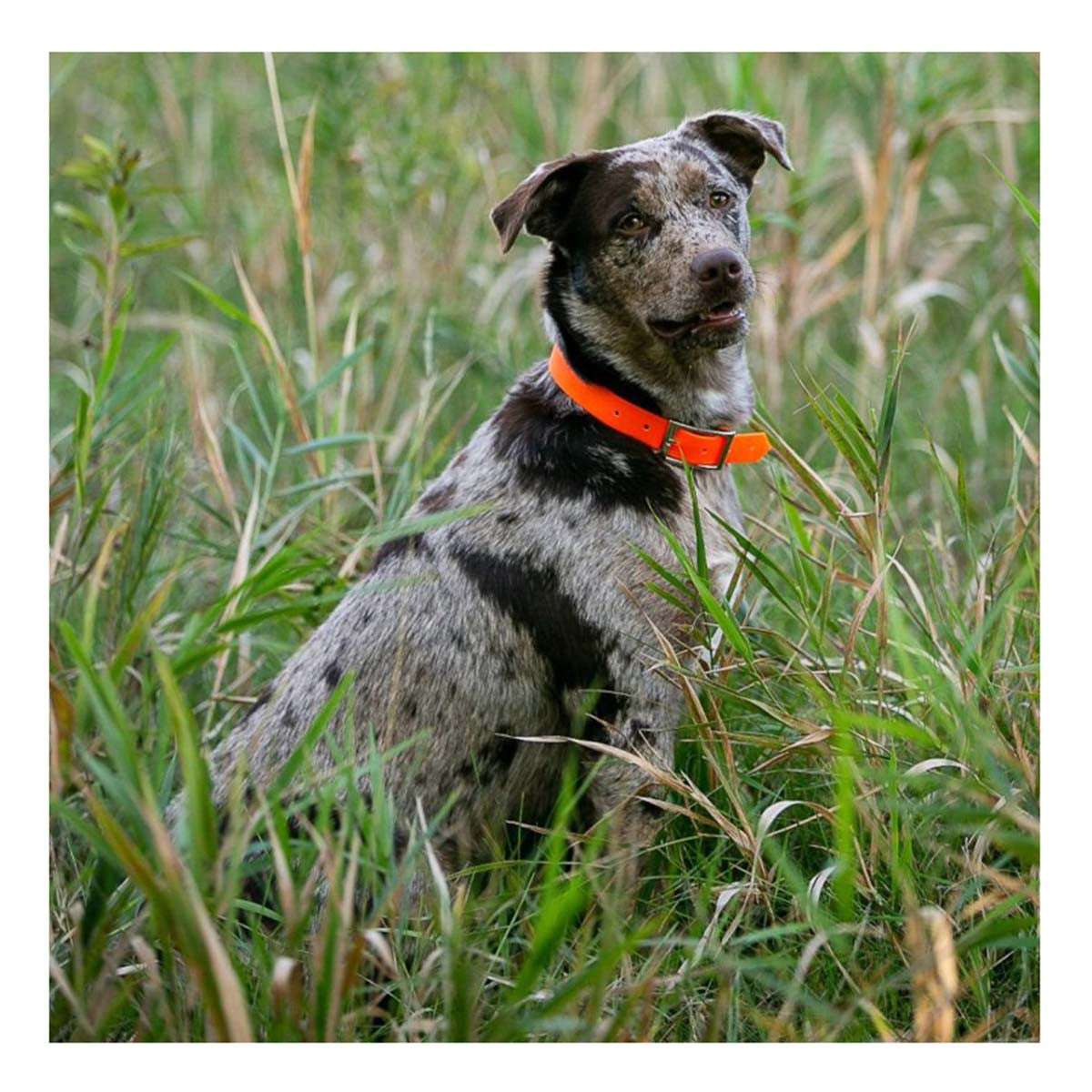 ROCT Upland Field Dog Collar Image in Orange on Dog