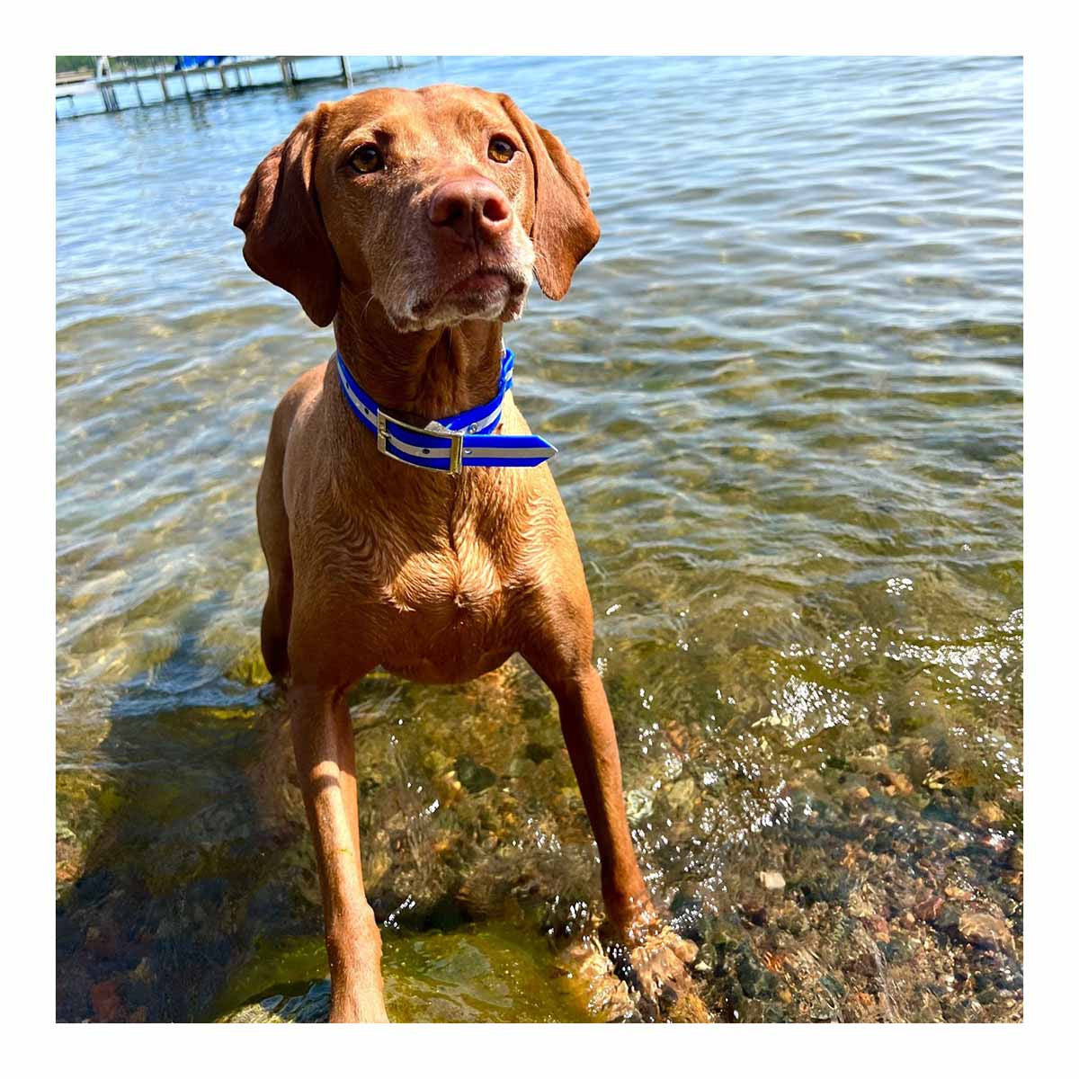 ROCT Upland Field Reflective Dog Collar Dog Image in Blue