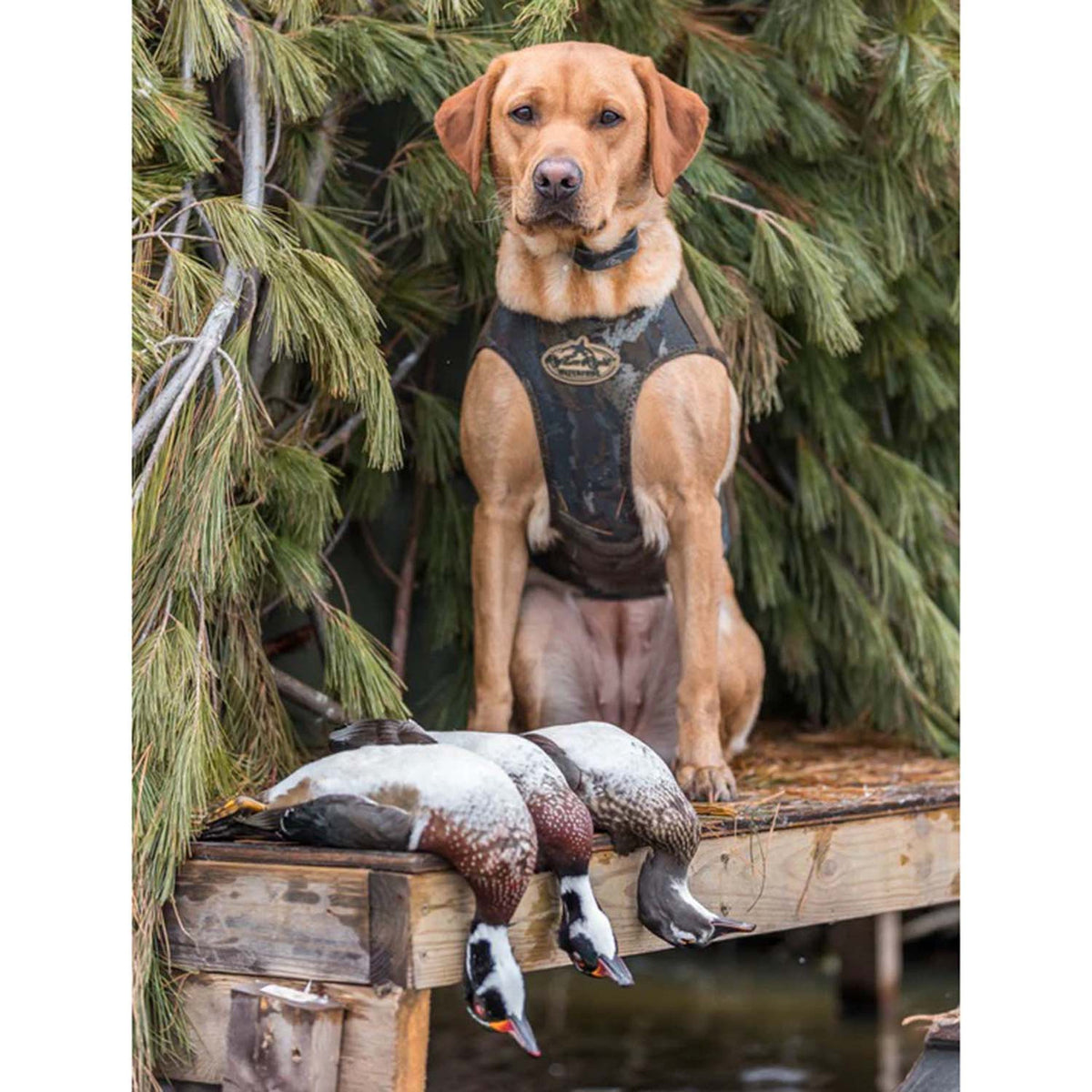 Rig'Em Right Bloodline Elite Dog Vest, Optifade Timber Field Image