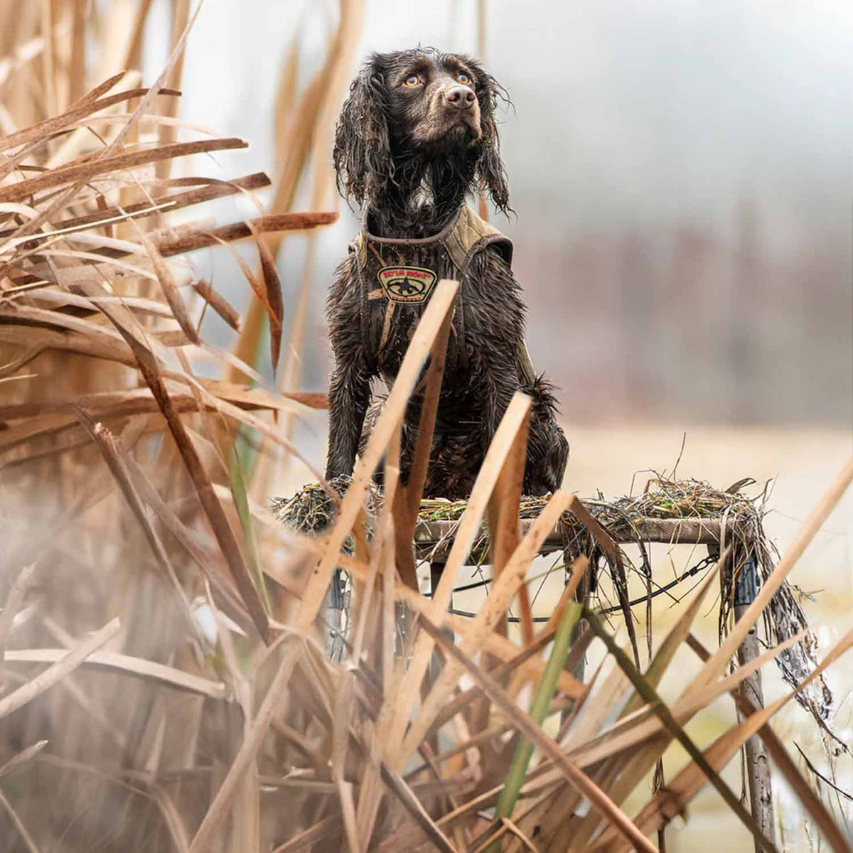 Rig'Em Right Swamp Bully Dog Stand In-the-Field Image