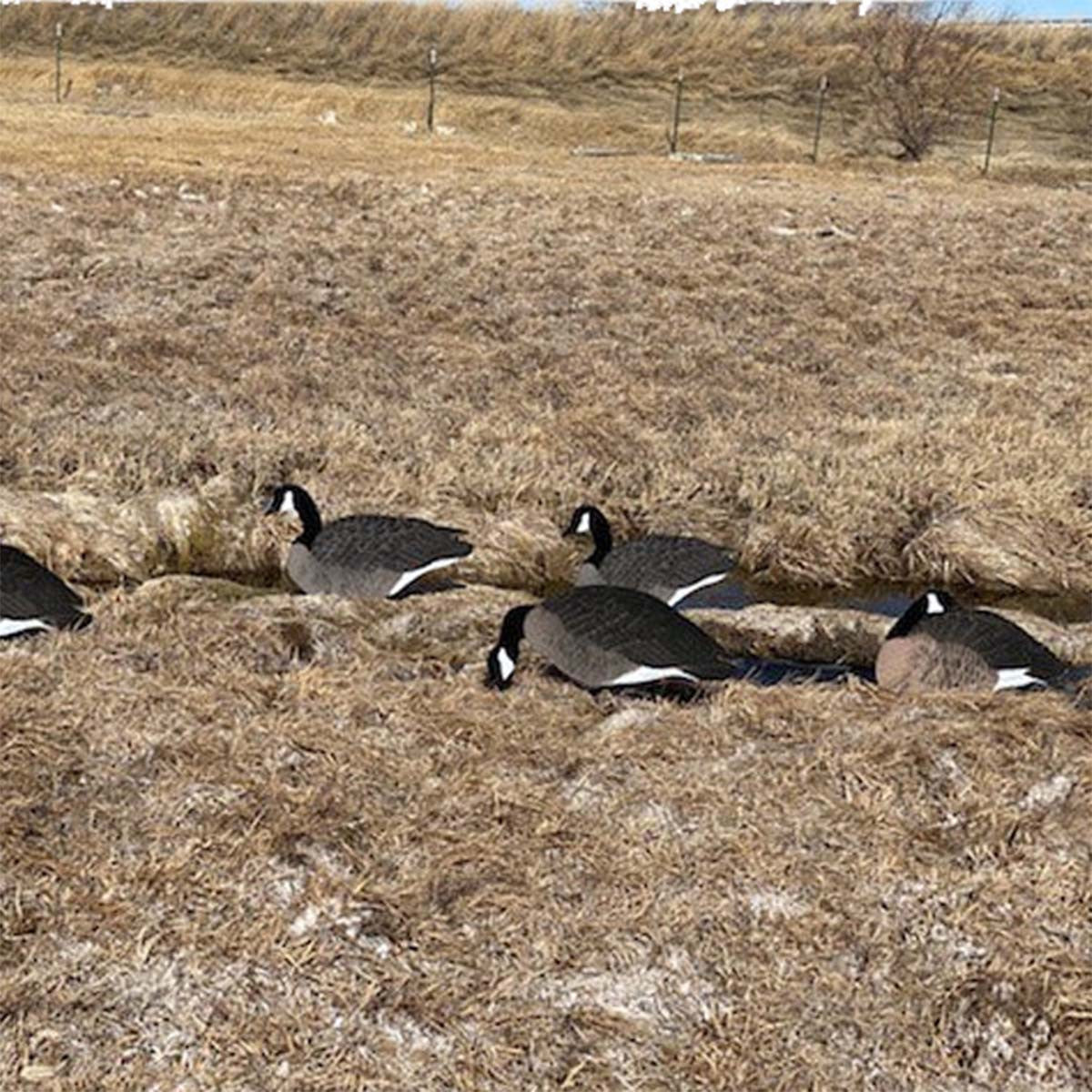 Sillosocks Canada Goose Silhouettes Product Image