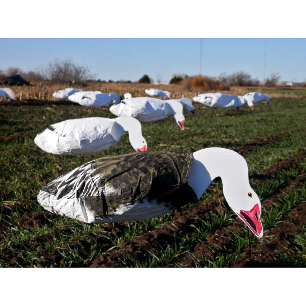 Field Image of the Sillosocks Blue Goose Feeder Windsock Decoys.