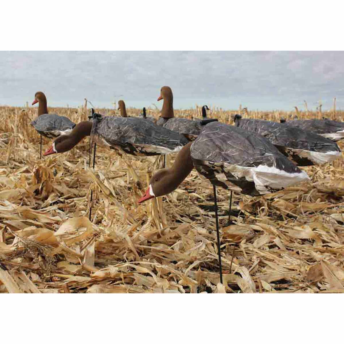 Headed Specklebelly Goose Decoys - 12 Pack