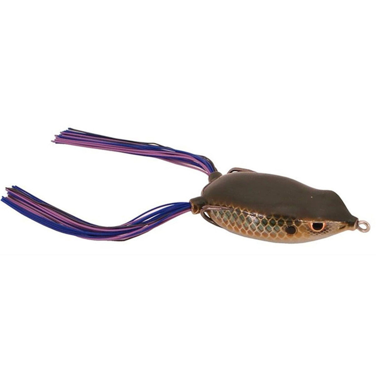Bronzeye Frog 65