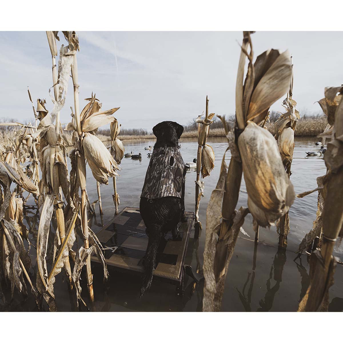 ALPS OutdoorZ Hybrid Dog Stand In-the-Field Image