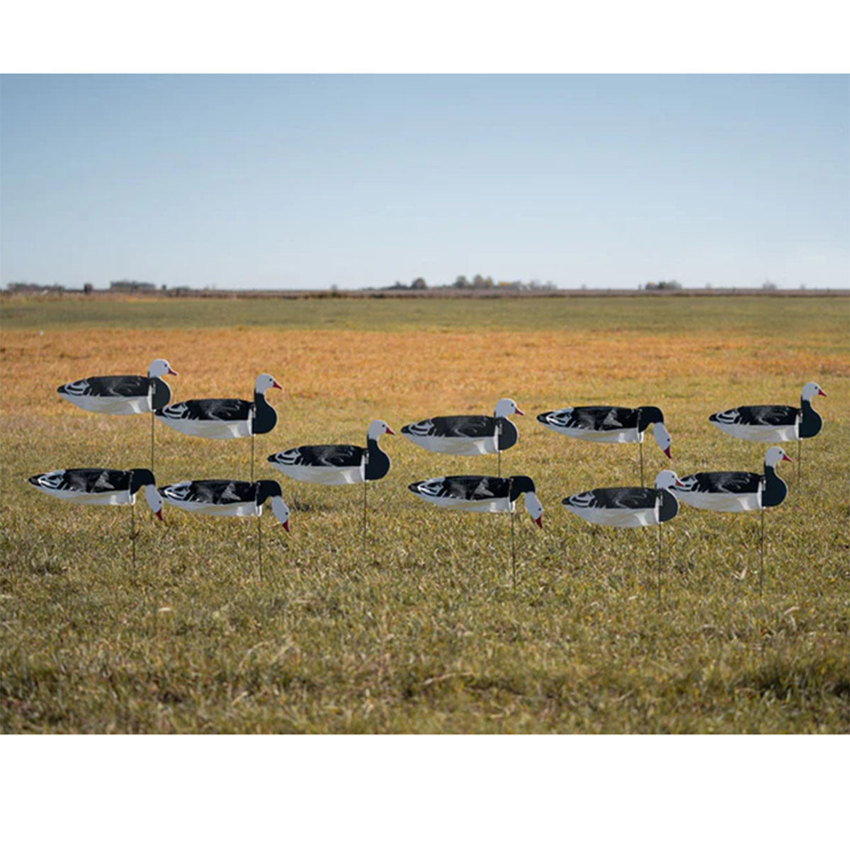 Field Image of the GHG Decoy Systems Pro-Grade Sock Tall Blue Goose Decoys with Heads.