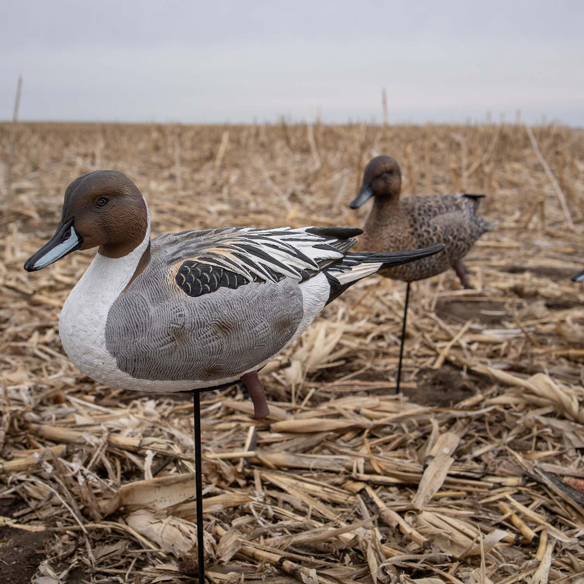 GHG Pro-Grade Pintail Full Body Hen and Drake Field Image