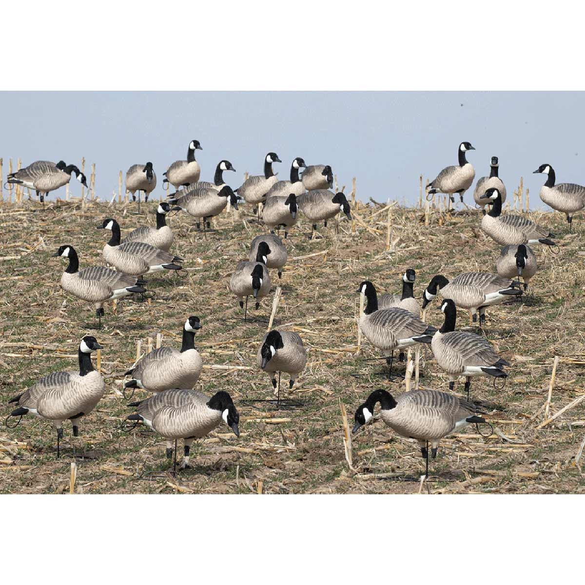 GHG Decoy Systems XD Series Full-Body Honkers Active 4 Pack Lifestyle Image