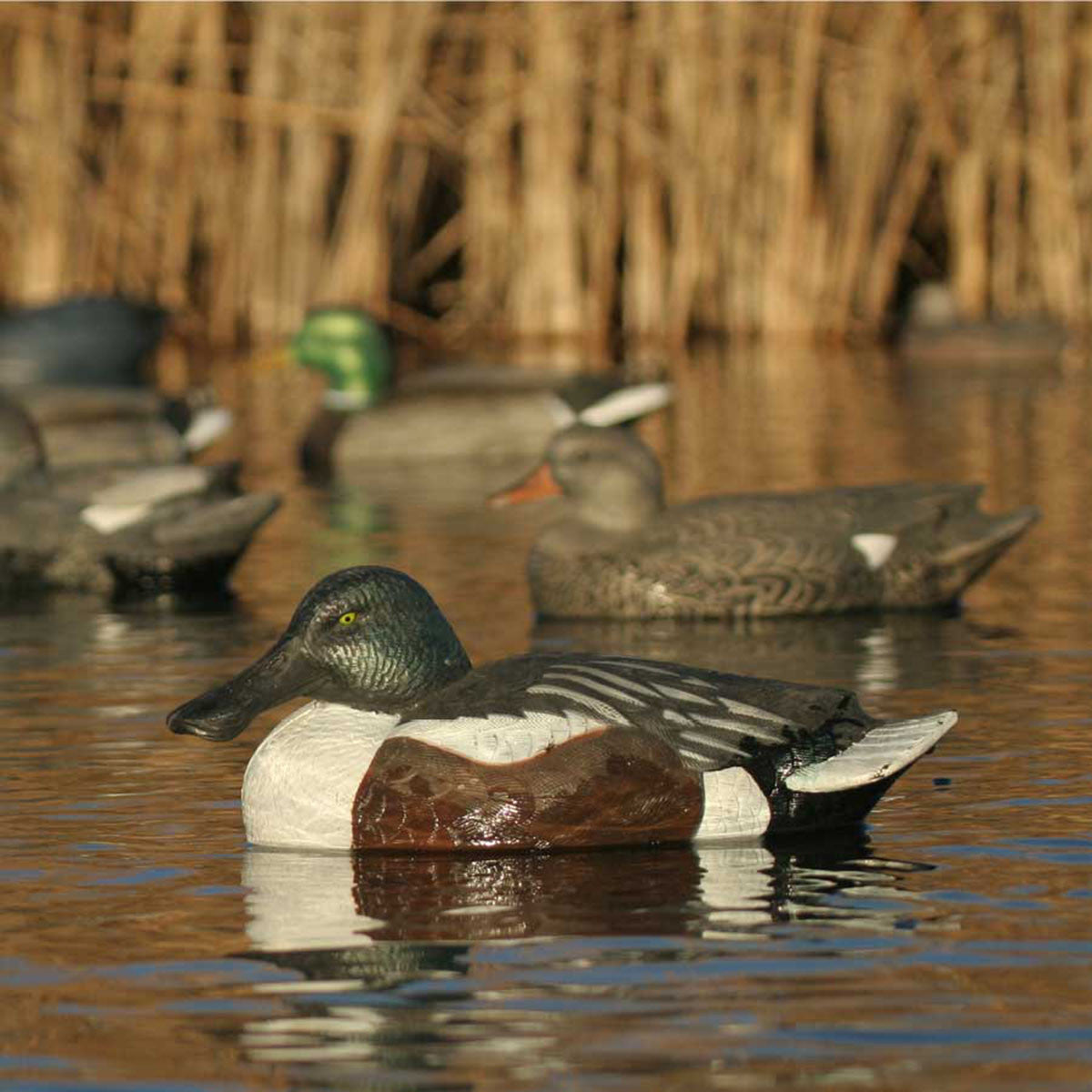 GHG Decoy Systems Hunter Series Over-Size Shovelers Lifestyle Image