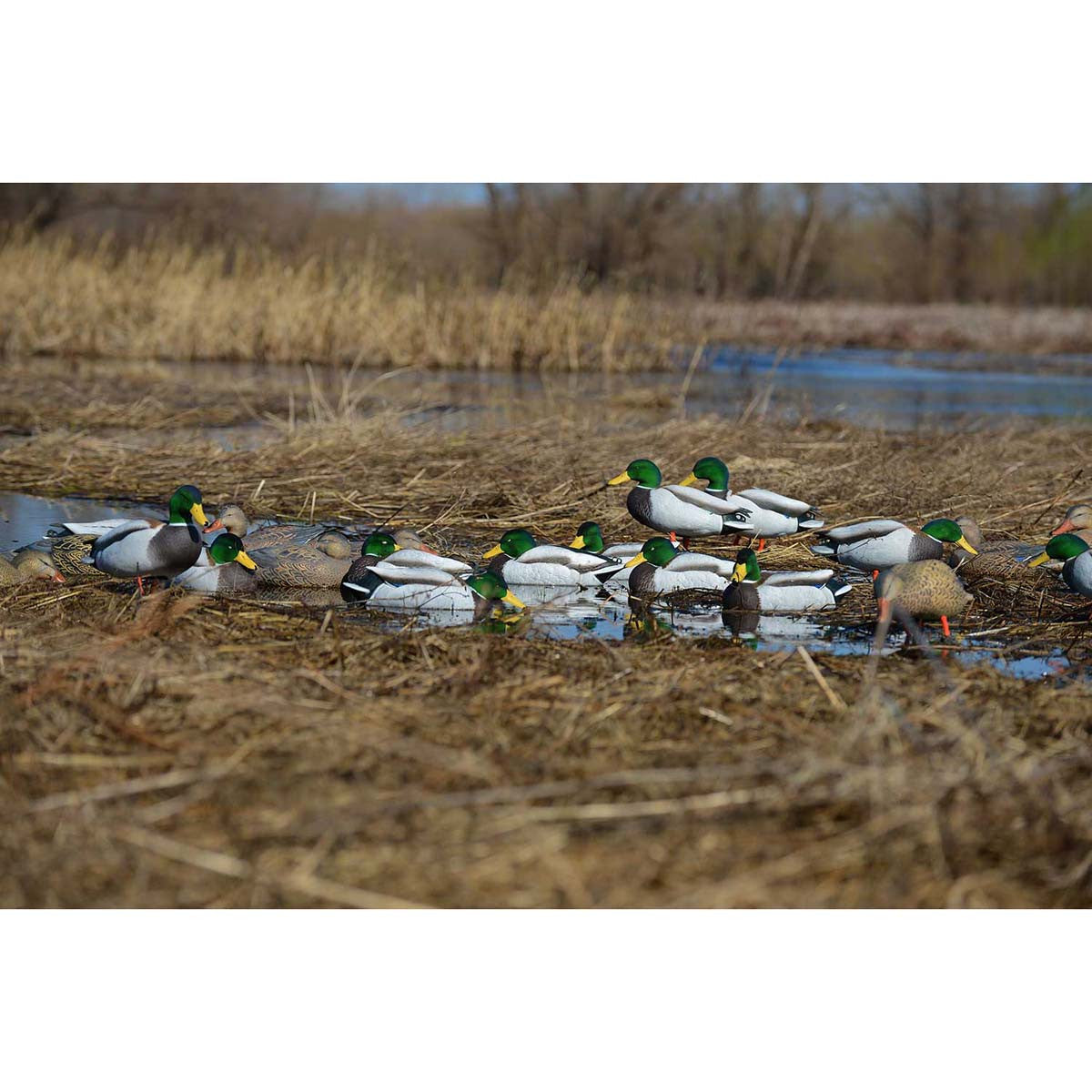 Pro-Grade Mallard Duck Decoys with Flocked Heads - 12 Pack