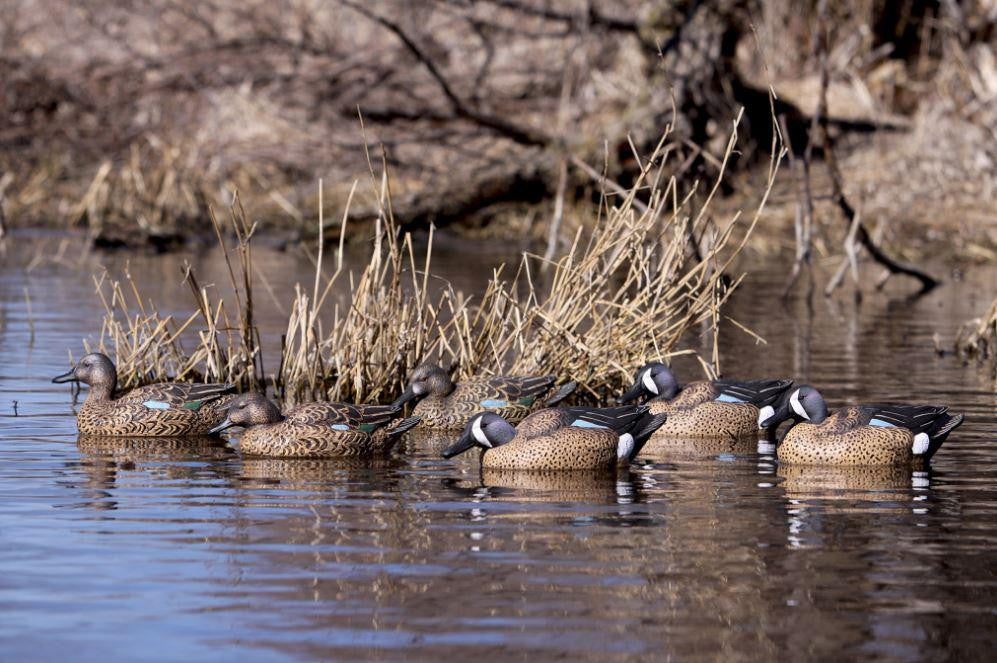 Pro-Grade Blue-Winged Teal Harvester Duck Decoys Field Image