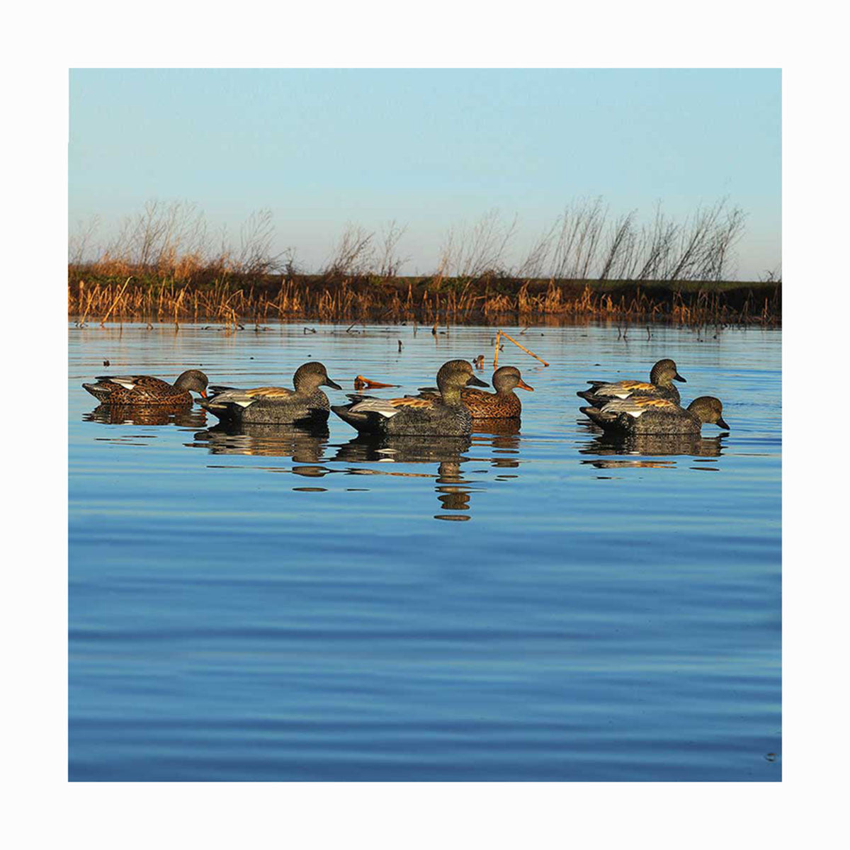 Pro-Grade Series Gadwall Duck Decoys, 6 Pack