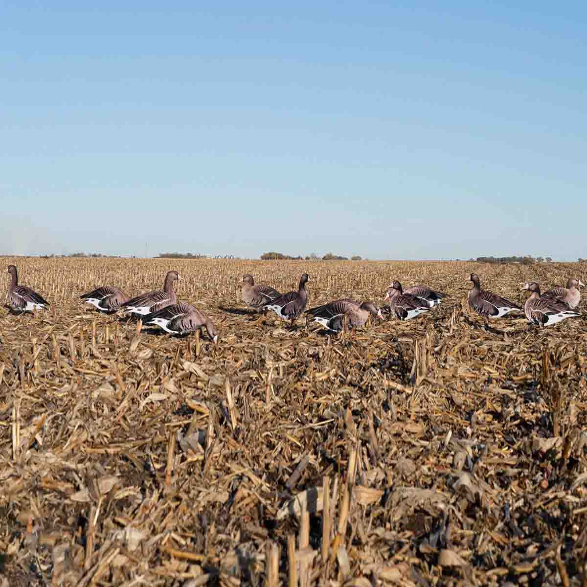 Field Image of the Avery Pro-Grade Specklebelly Silhouette Goose Decoys.