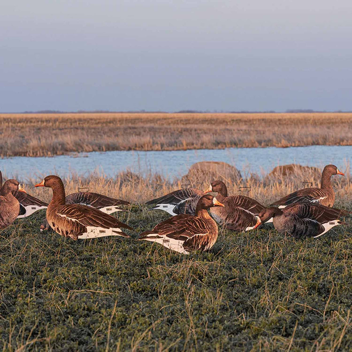 Field Image of the Avery Pro-Grade Specklebelly Silhouette Goose Decoys.