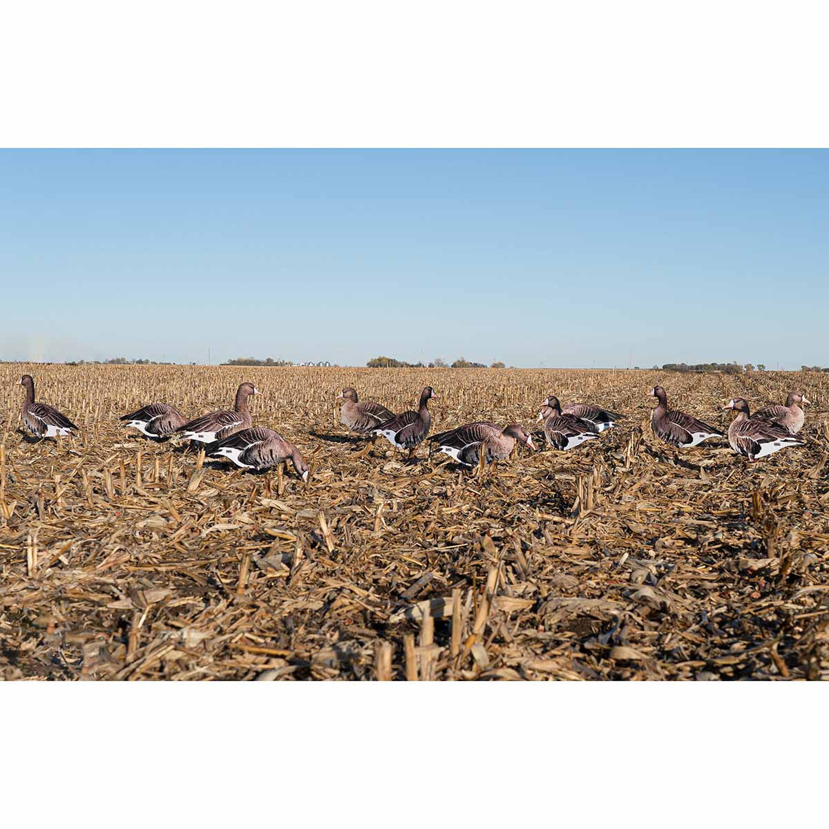 In-the-Field Image of the GHG Decoy Systems Pro Grade FFD Specklebelly Goose Silhouette Decoys.