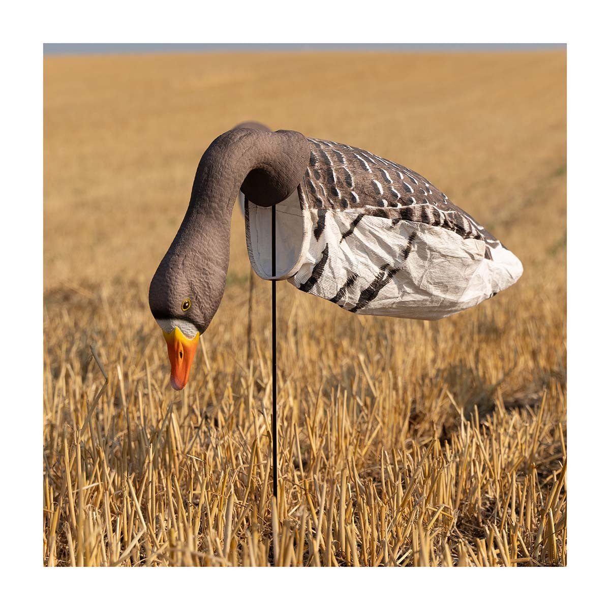 Single Decoy Field Image of the GHG Decoy Systems 3D Head Pro Grade Specklebelly Goose Windsock Decoy.