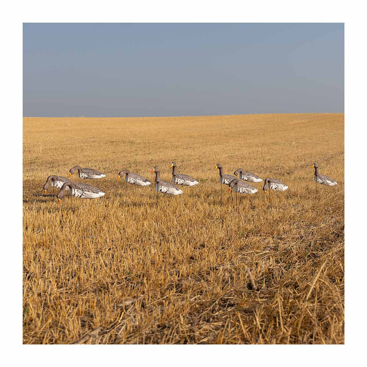 Field Image of the GHG Decoy Systems 3D Head Pro Grade Specklebelly Goose Windsock Harvester Pack.