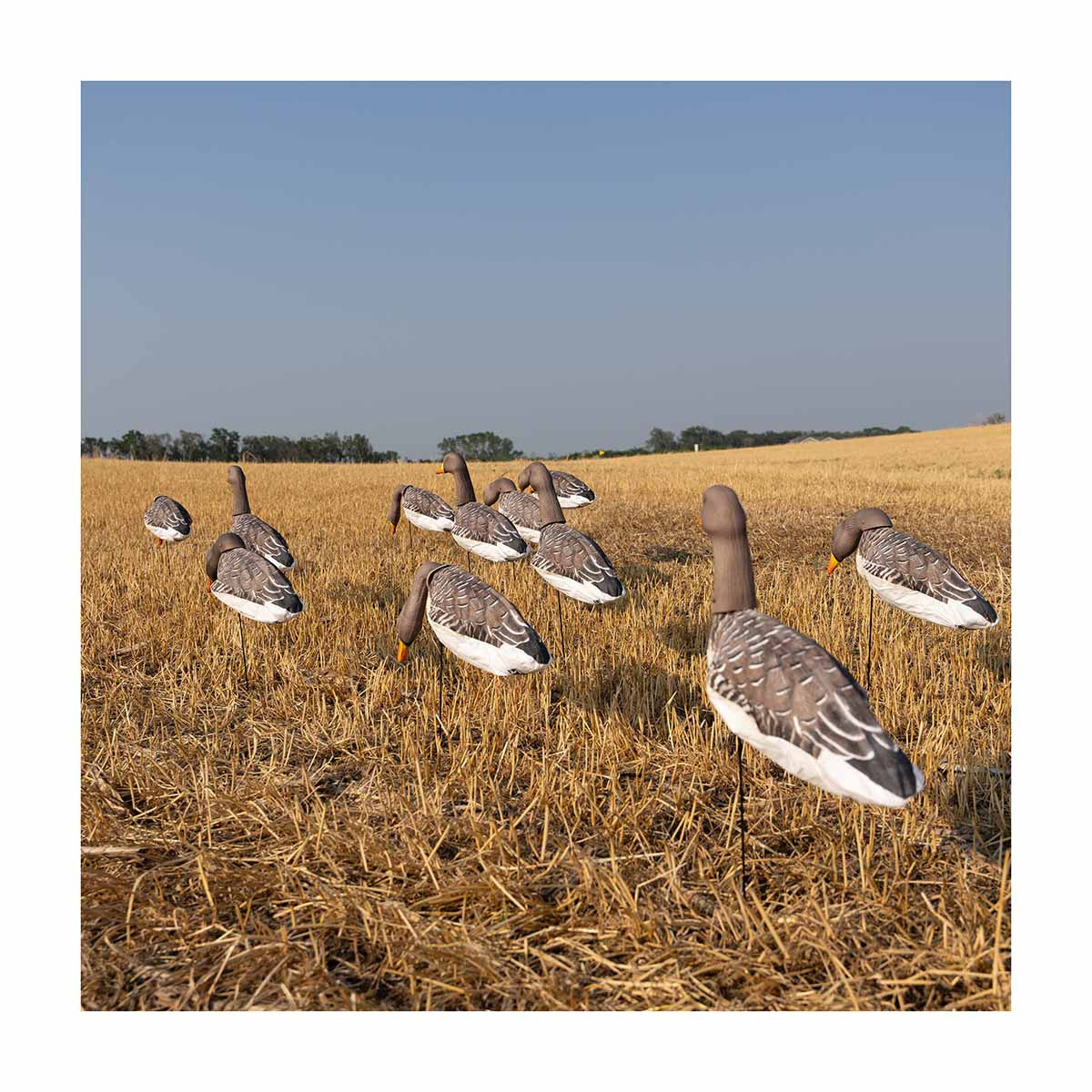 Back View Field Image of the GHG Decoy Systems 3D Head Pro Grade Specklebelly Goose Windsock Harvester Pack.