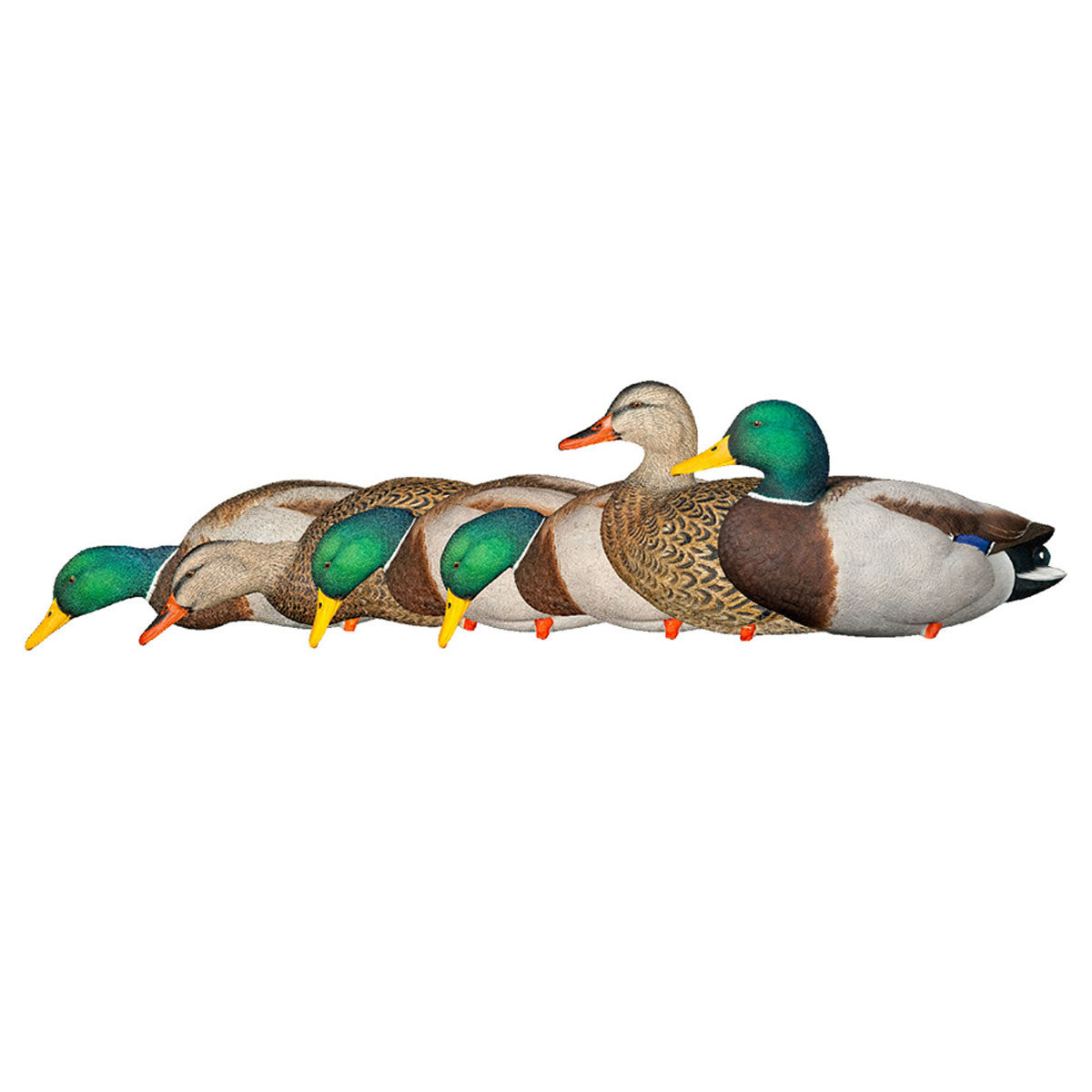 Horizontal Six Pack Image of the Avian-X AXP Full Body Mallard Decoys.