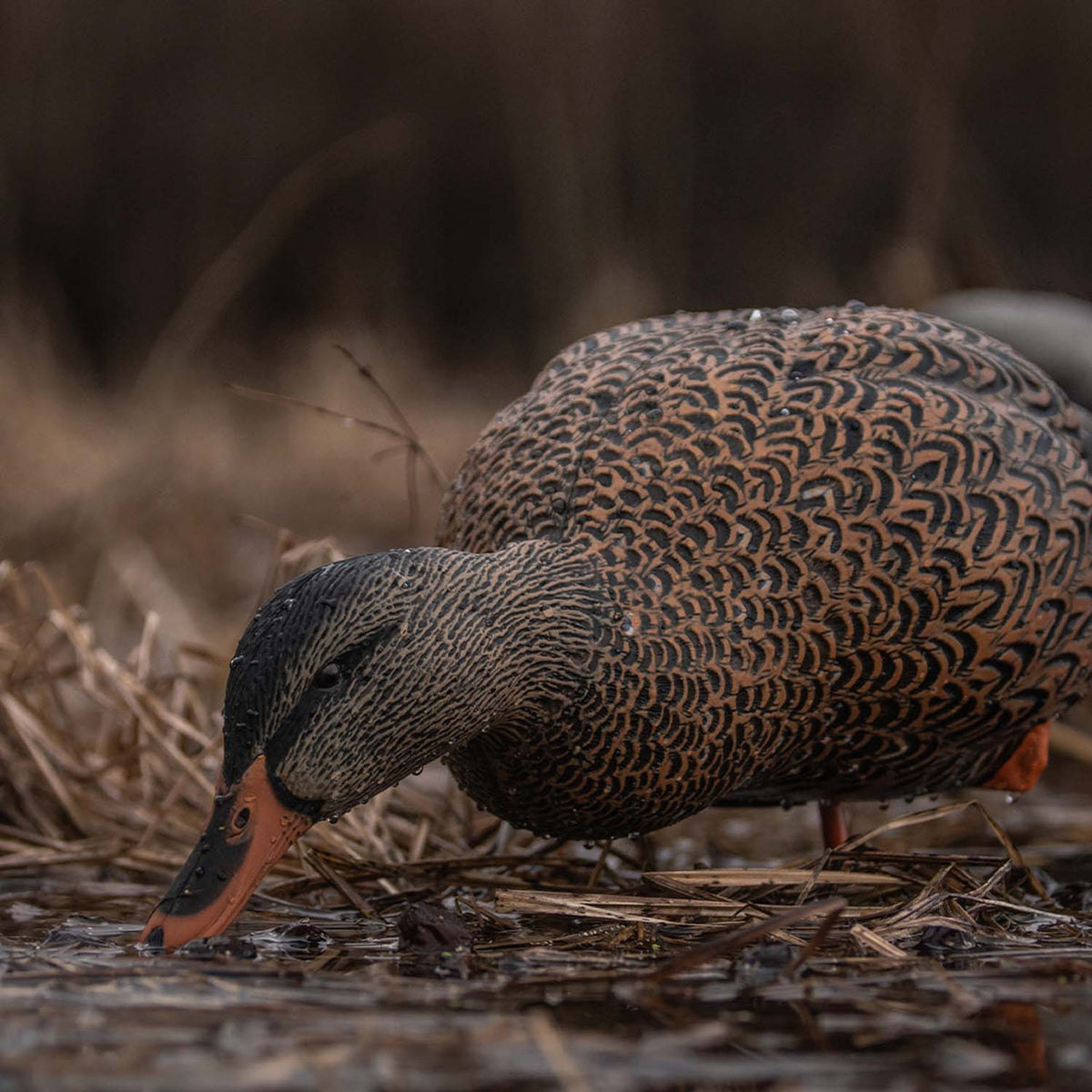 Lifestyle Hen Image of the Avian-X AXP Full Body Mallard Decoys.