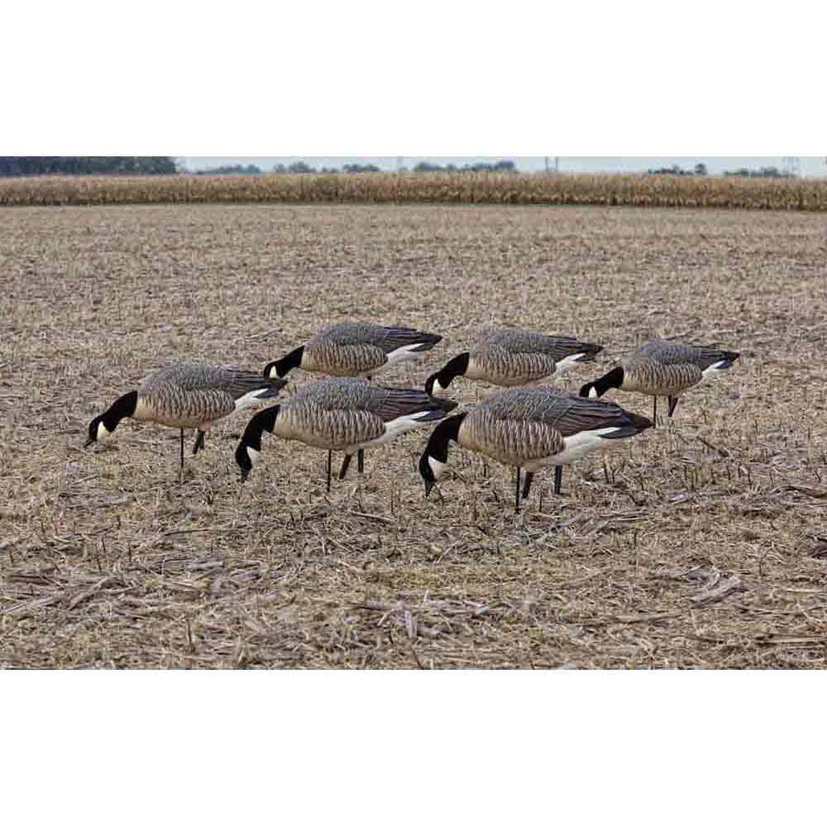 AXP Full-Body Lesser Canada Goose Feeder Decoys with Decoy Bag, 6 Pack