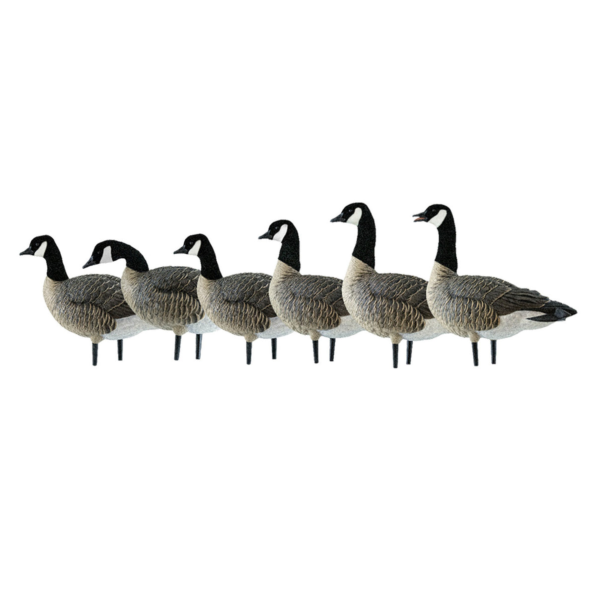Avian-X Painted Full Body Lesser Canada Goose Decoys - Action 6 Pack Image