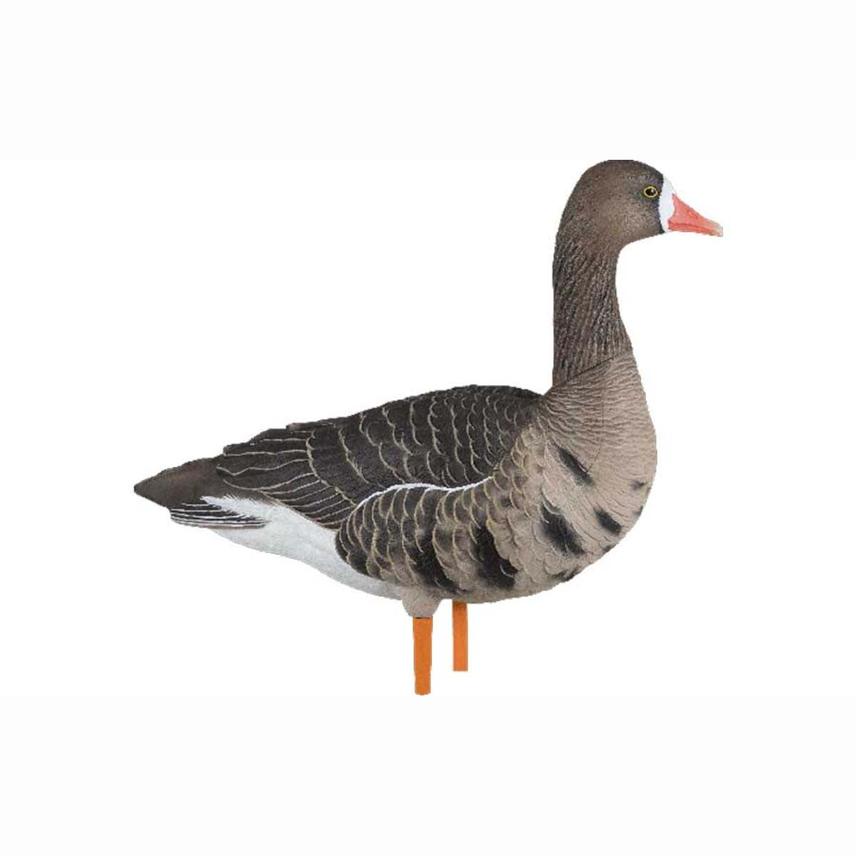 AXF Flocked Fusion Pack Specklebelly Geese Sentry Image