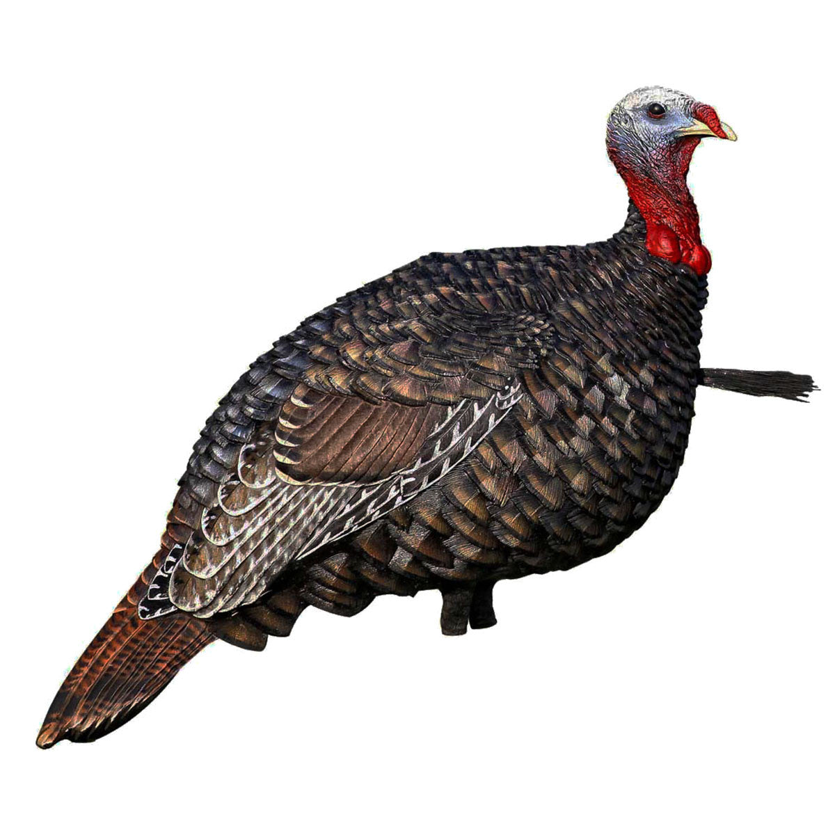 Avian-X LCD Quarter Strut Jake Turkey Decoy Side Image
