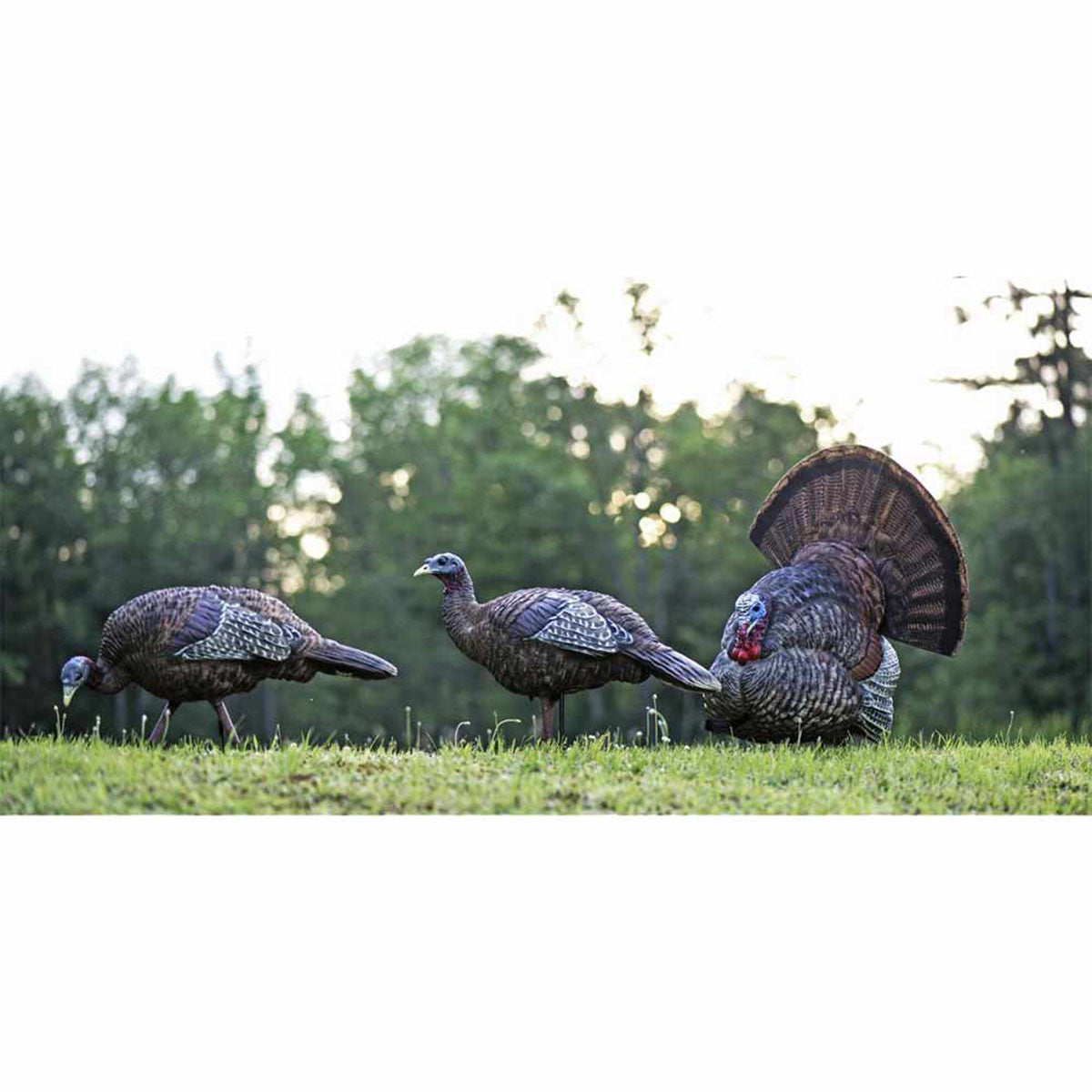 Avian-X LCD Strutter Turkey Decoy Field Image
