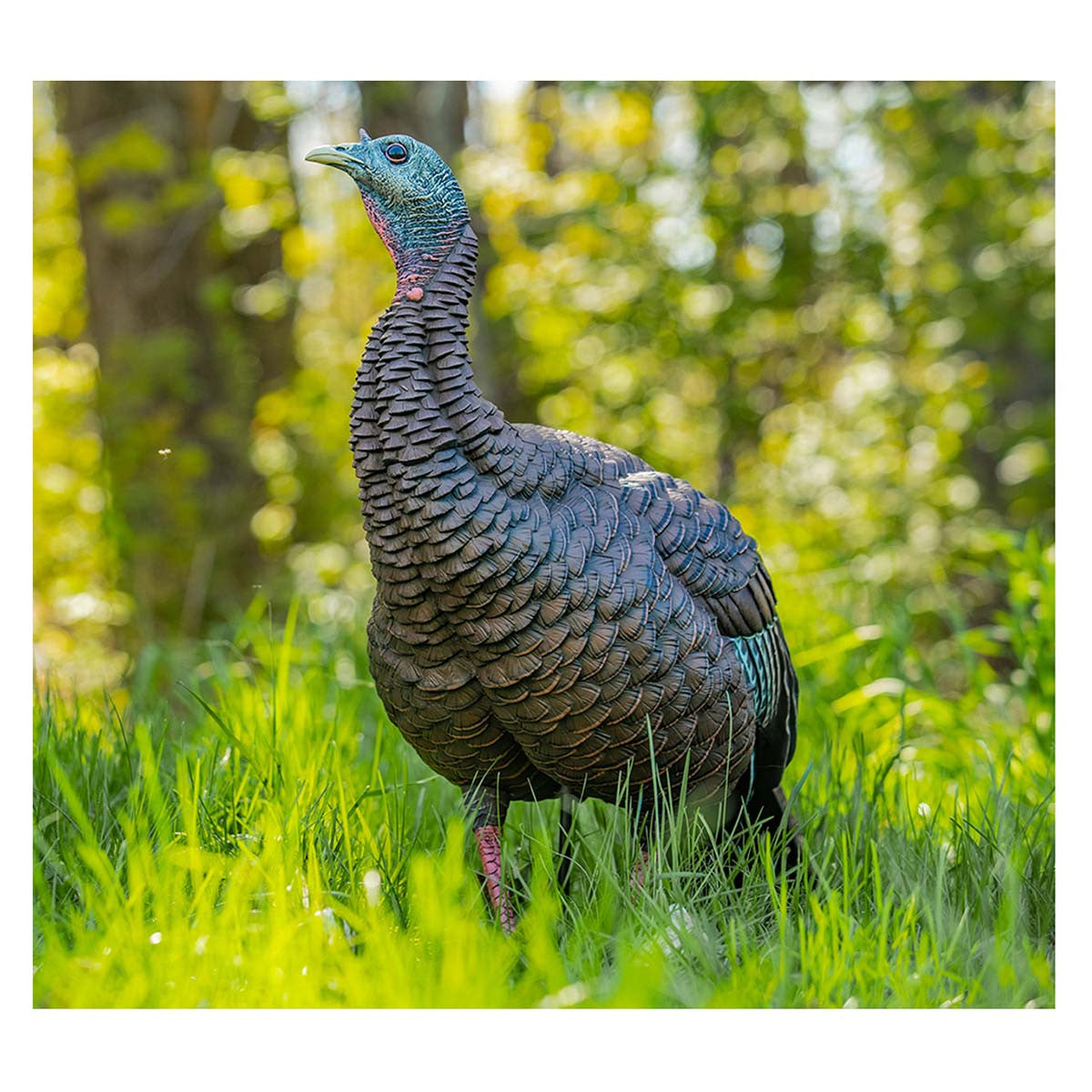Avian-X HDR Hen Turkey Decoy Field Image