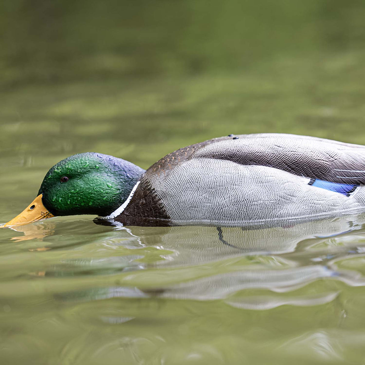 Avian-X Tip Up Mallard Feeder Decoy In the Water Image