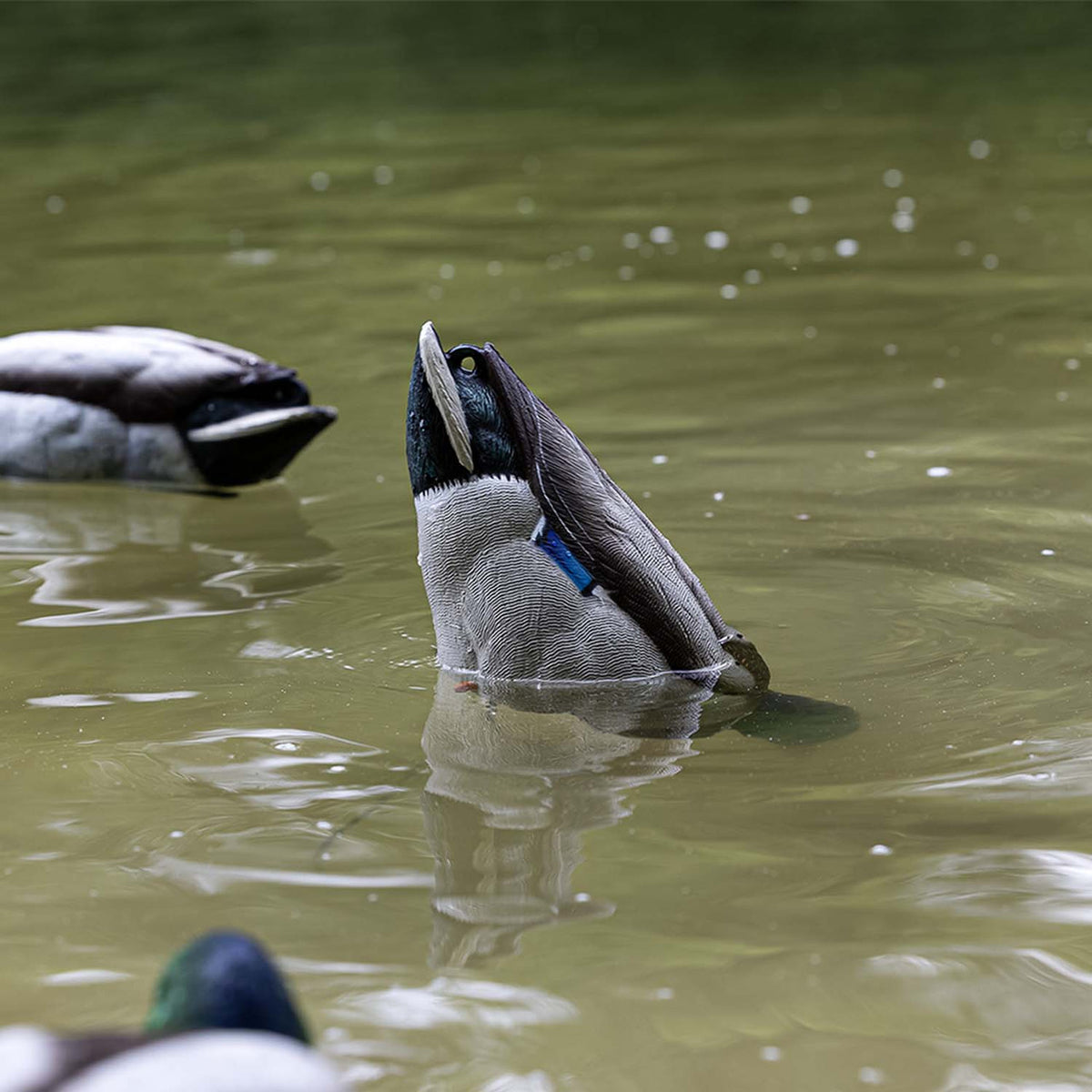 Avian-X Tip Up Mallard Feeder Decoy In the Water Image