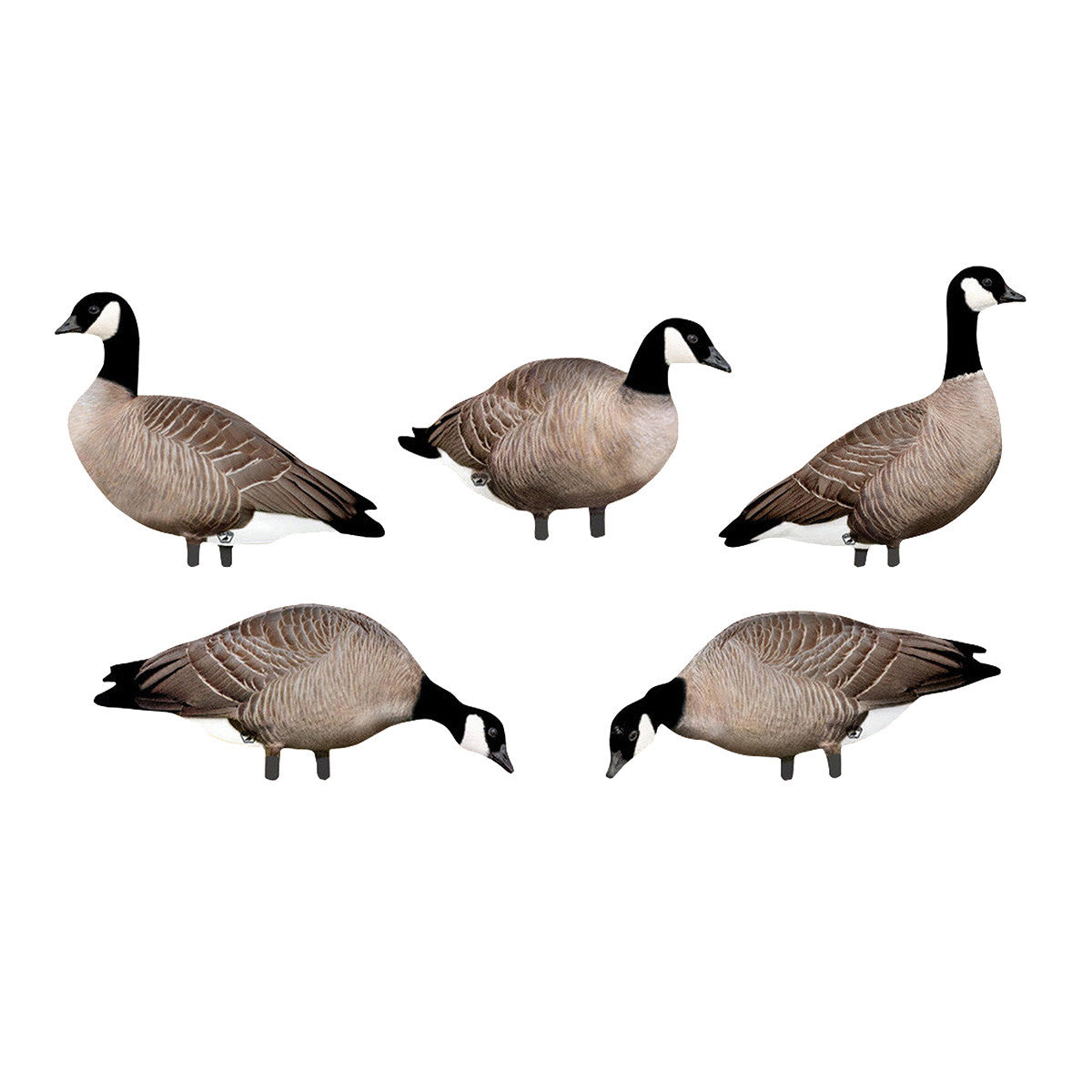 Big Al's Decoys Take Em Style Lesser Canada Goose Silhouette 12 Pack Image