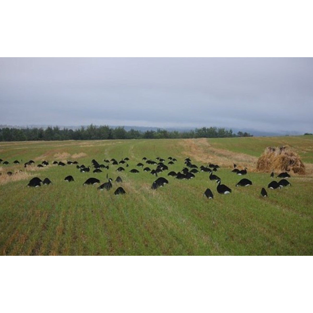 Big Als Decoys B & W Greater Canada Goose Silhouette Decoys In-the-Field Image