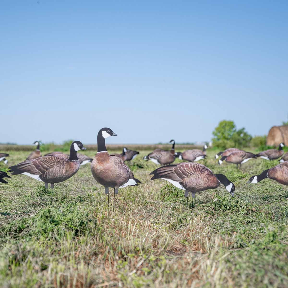 Big Al's Decoys Cackler canada Goose Silhouettes Decoys Field Image 