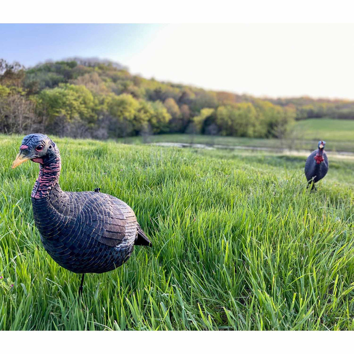 Bone Collector Upright Jake and Hen Turkey Decoy Combo Field Image