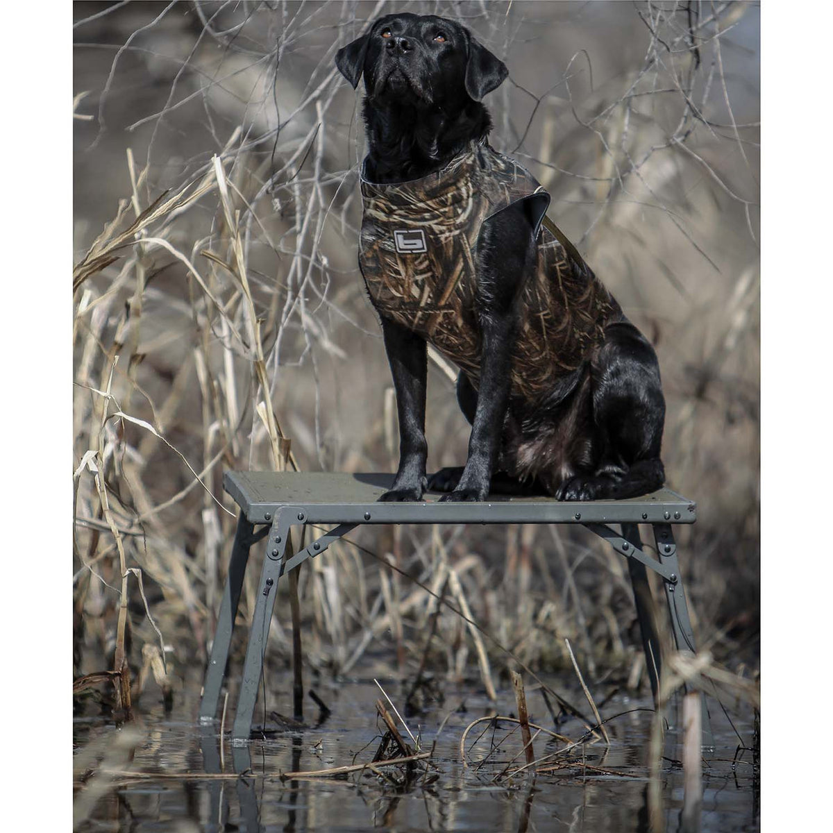 In-the-Field Image of the Banded Hybrid Slough Dog Stand.