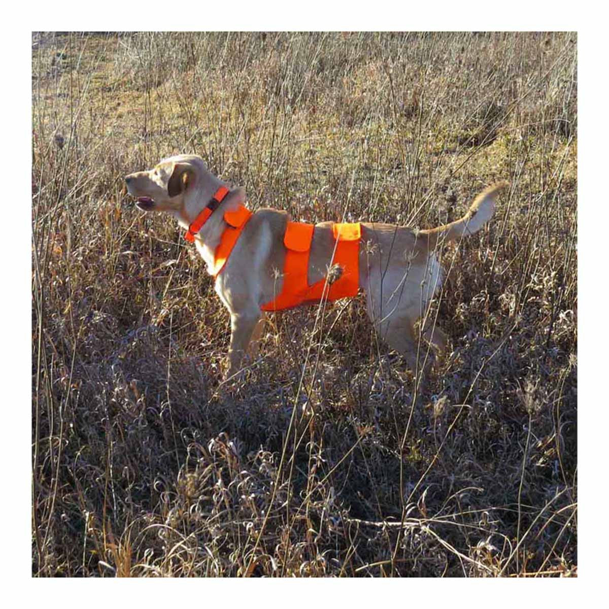 Muddy River Dog Chest Protector Lifestyle Image