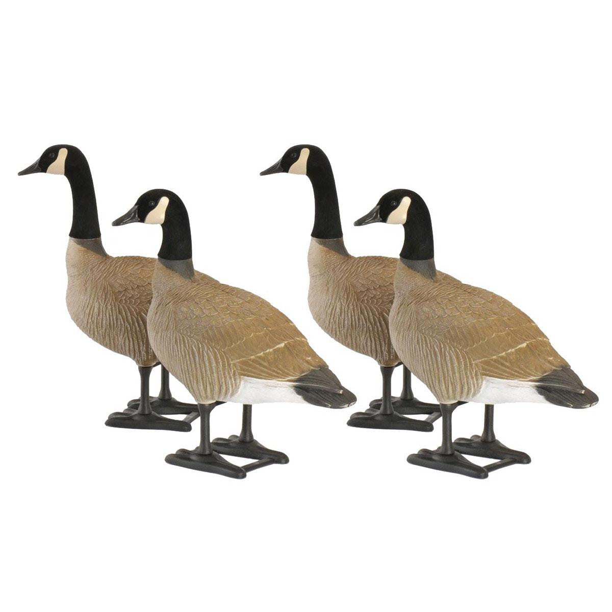 4 Pack Image of the Big Foot Bull Canada Goose Decoys.