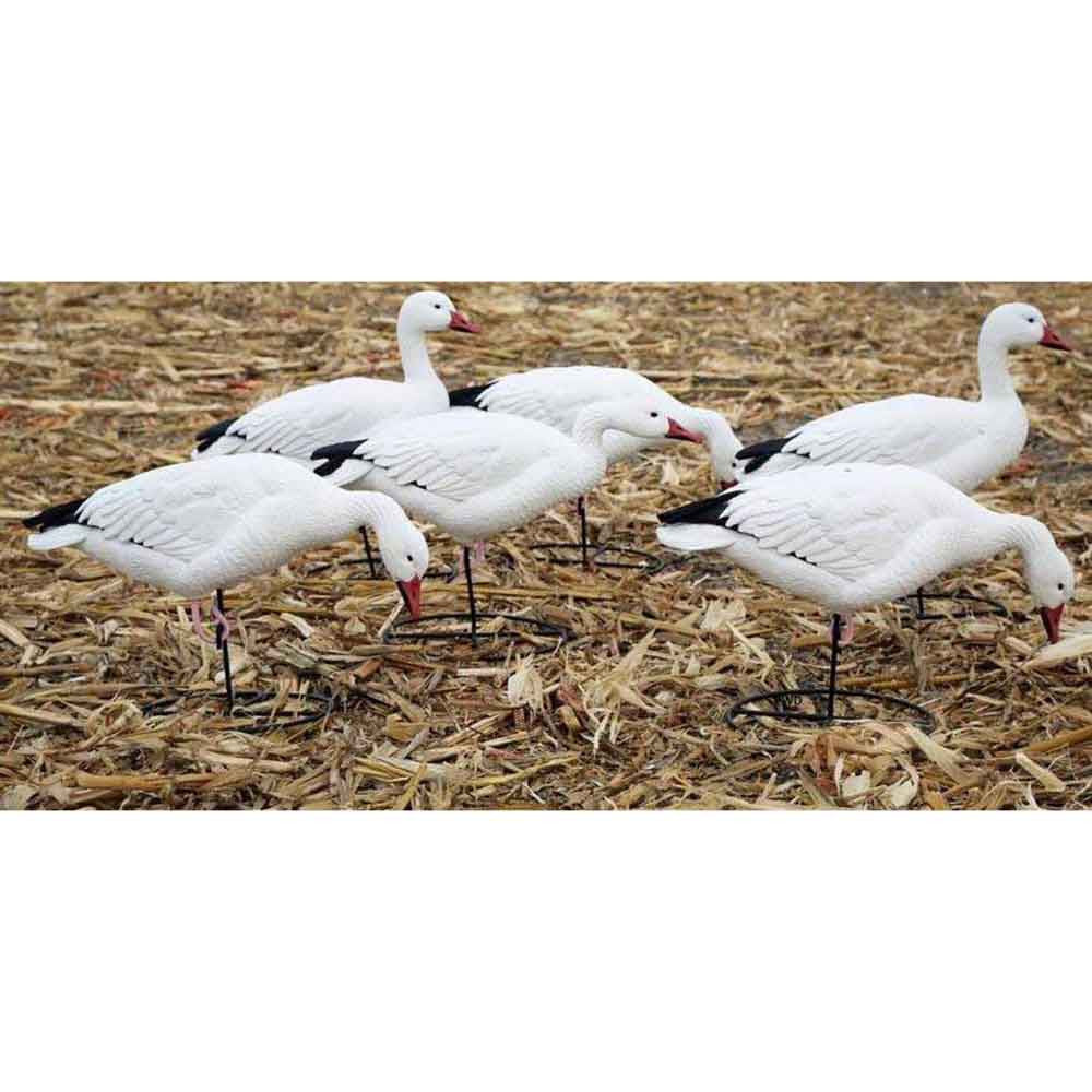 Dakota Decoys Migration Series Snow Goose Decoys, 6 Pack Field Image