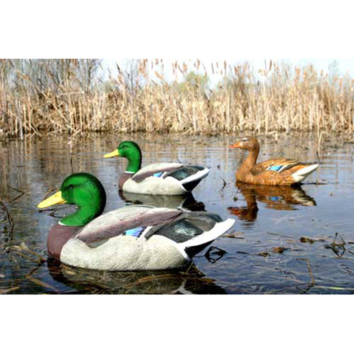 Dakota Decoys X-Treme Flocked Head Mallard Decoys In-the-Field  Image