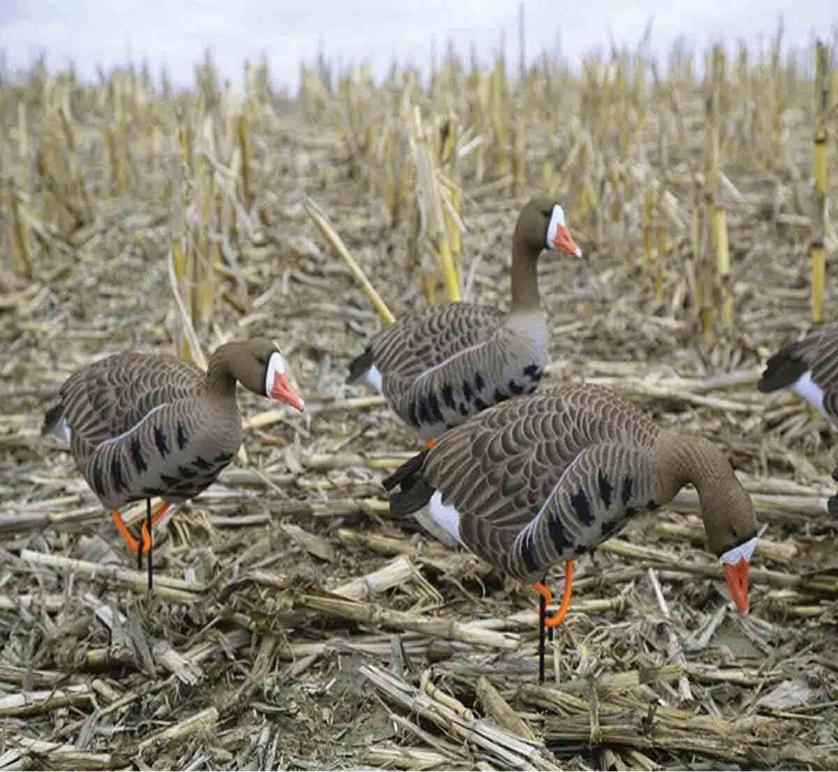 Full Body Fully Flocked Specklebelly Decoys, 6 Pack
