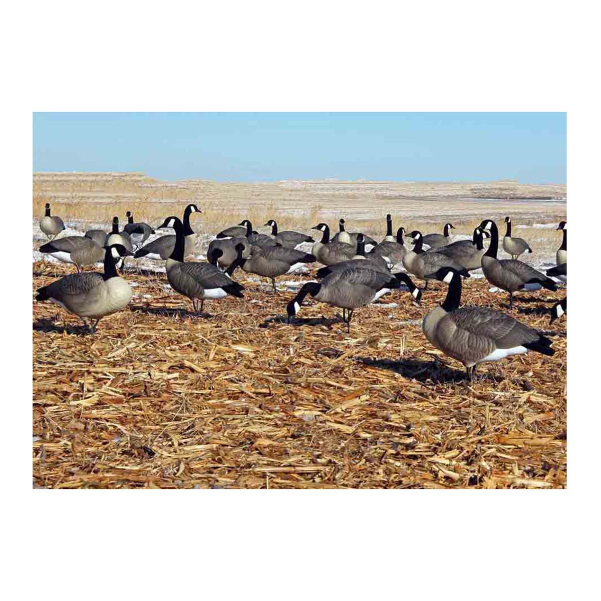 DOA Decoys Rogue Series Full Body Canada Goose Decoys 6 Pack Lifestyle Image