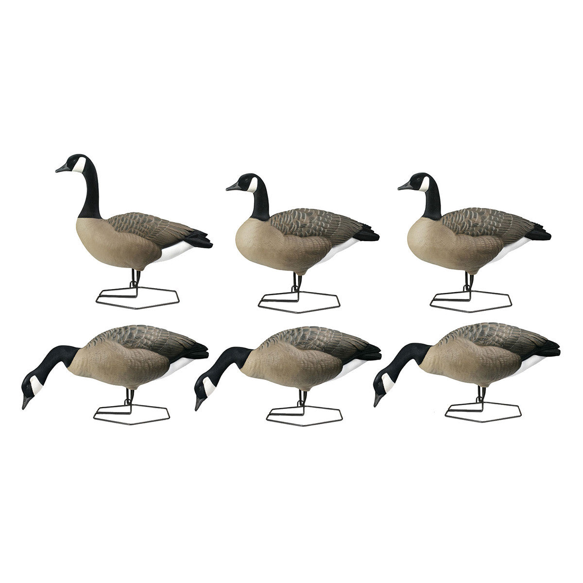 Rogue Series Full Body Canada Goose Decoys, 6 Pack